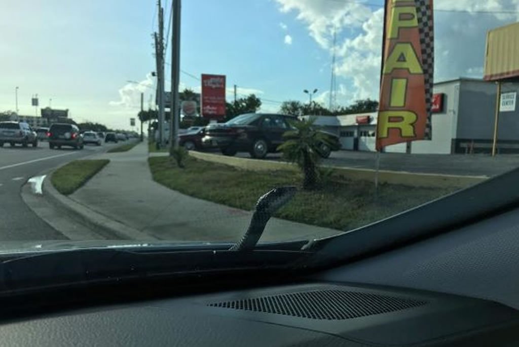 snake-pops-out-from-car-bonnet