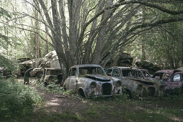 Cars Reclaimed By Nature