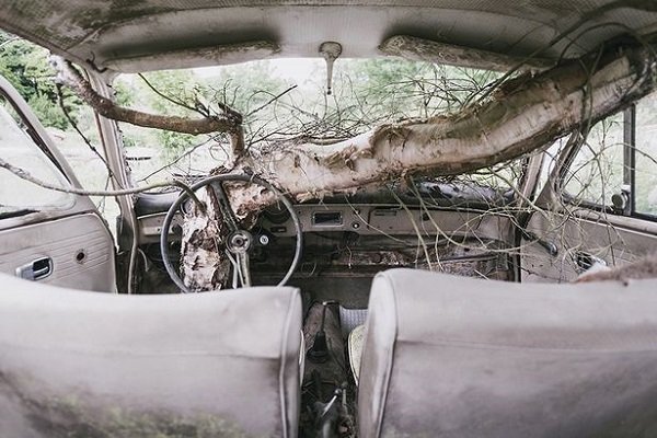 Cars Reclaimed By Nature