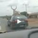 cow on car roof