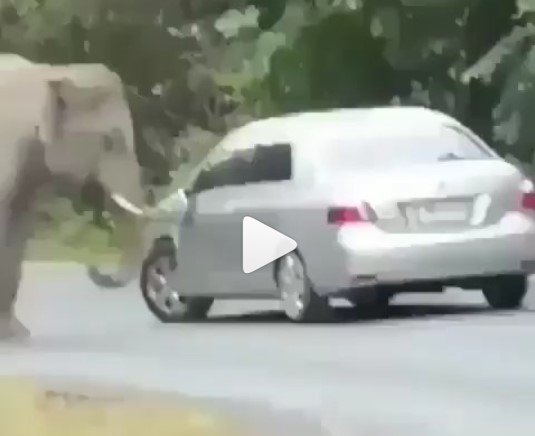 elephant damaging a car