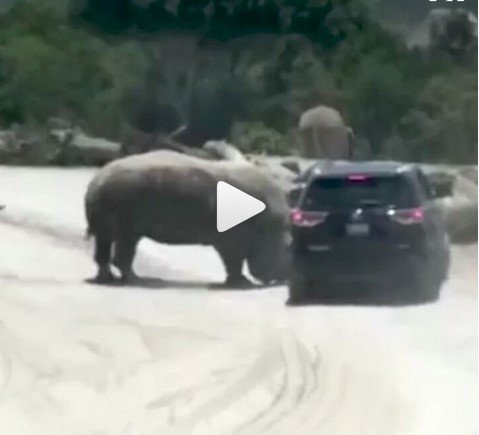 angry rhino attack suv