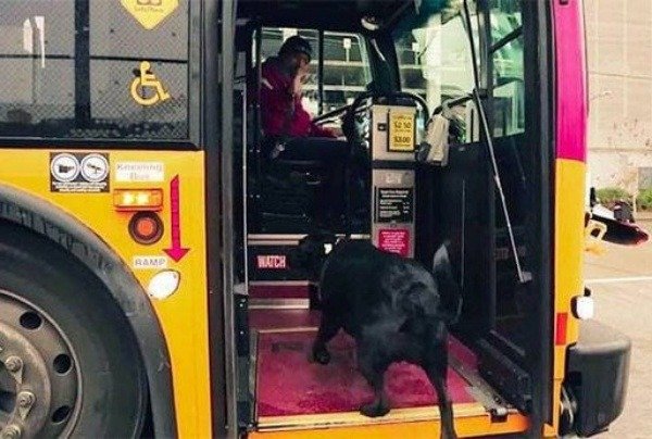 eclipse-dog-rides-brt-bus-seattle-autojosh