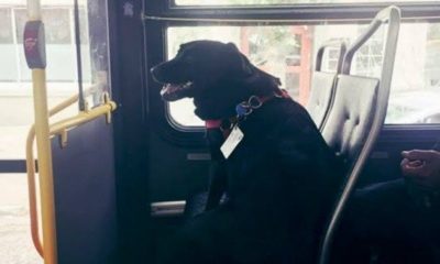 eclipse-dog-rides-brt-bus-seattle-autojosh