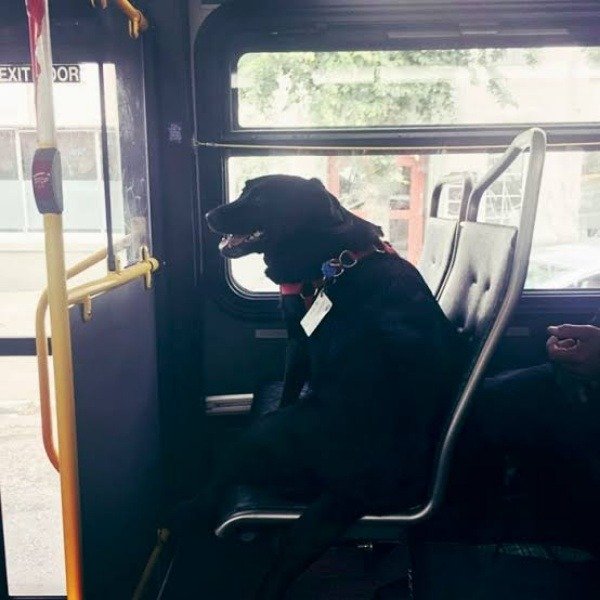 eclipse-dog-rides-brt-bus-seattle-autojosh