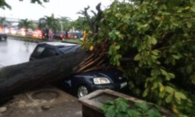 driver-lucky-to-be-alive-after-tree-falls-on-car-during-rainfall-in-surulere-lagos