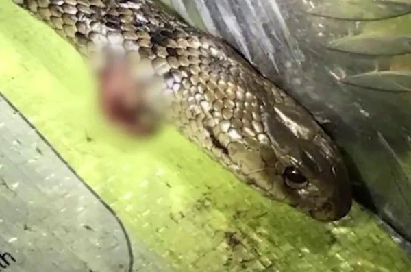 Australian-man-attacked-by-deadly-snake-while-driving-on-highway