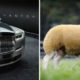 490000-worlds-most-expensive-sheep-price-of-rolls-royce-phantom-8
