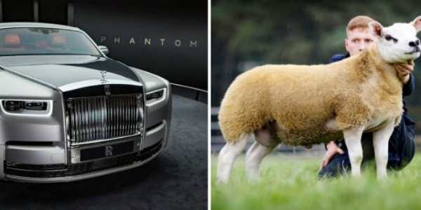 490000-worlds-most-expensive-sheep-price-of-rolls-royce-phantom-8
