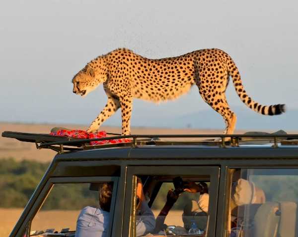 cheetahs-jumps-atop-tourists-safari-jeep-suv