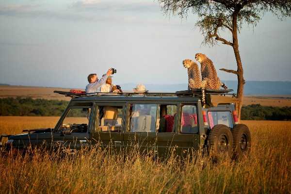 cheetahs-jumps-atop-tourists-safari-jeep-suv