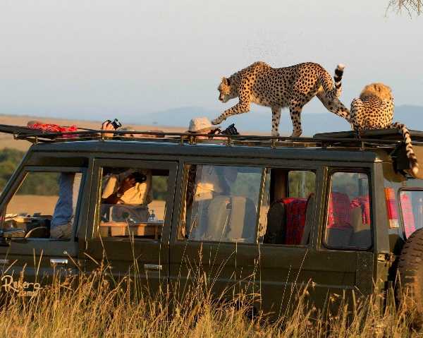 cheetahs-jumps-atop-tourists-safari-jeep-suv