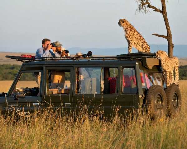 cheetahs-jumps-atop-tourists-safari-jeep-suv