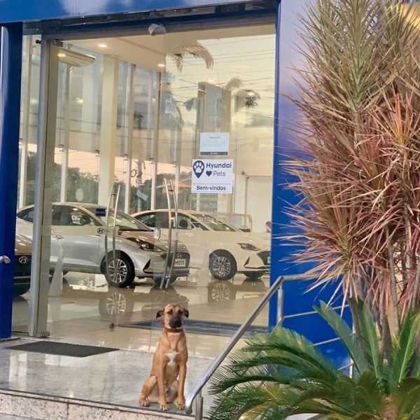 hyundai-showroom-adopts-street-dog-car-salesman