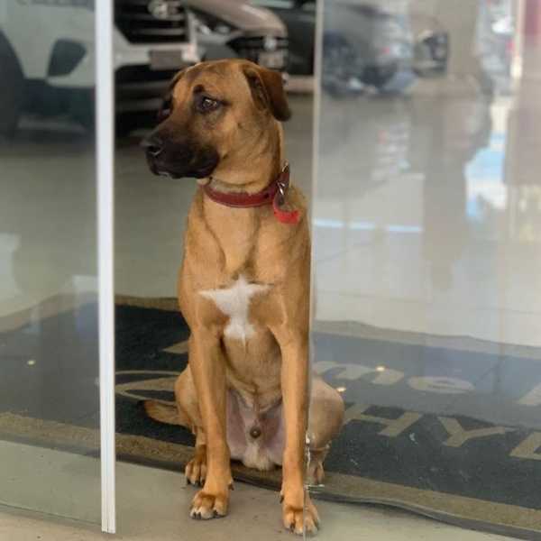 hyundai-showroom-adopts-street-dog-car-salesman