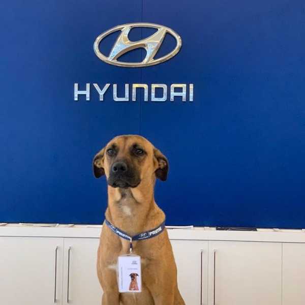 hyundai-showroom-adopts-street-dog-car-salesman