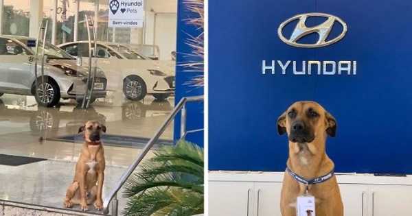 hyundai-showroom-adopts-street-dog-car-salesman