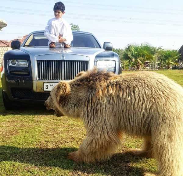 dubai-instagram-celebrity-poses-with-lions-tigers-supercars