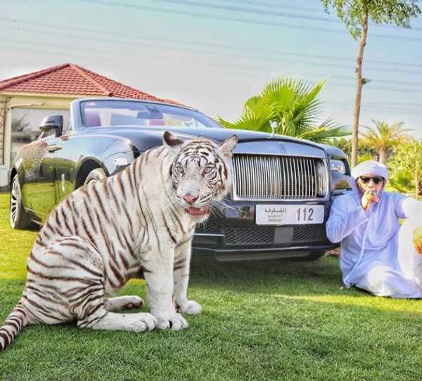 dubai-instagram-celebrity-poses-with-lions-tigers-supercars