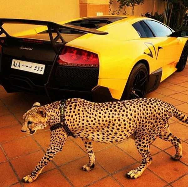 Meet Dubai Instagram Celebrity Who Poses With Lions, Tigers And Supercars -  AUTOJOSH