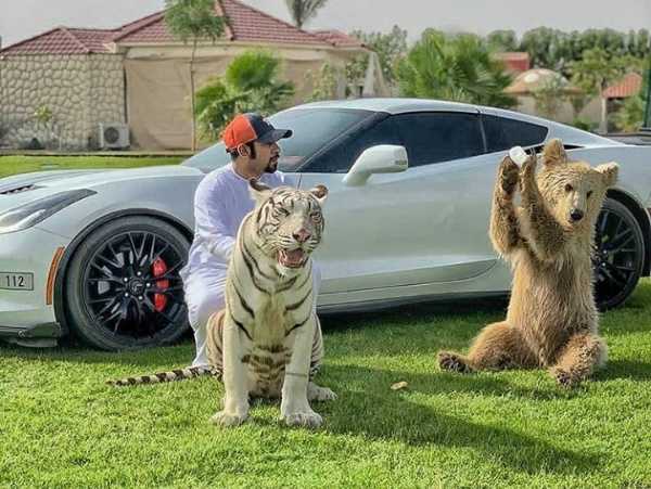 Meet Dubai Celebrity Who Loves Posing With His Supercars And Wild Pets, Including Tiger, Lion, Cheetah - autojosh 