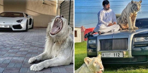 dubai-instagram-celebrity-poses-with-lions-tigers-supercars