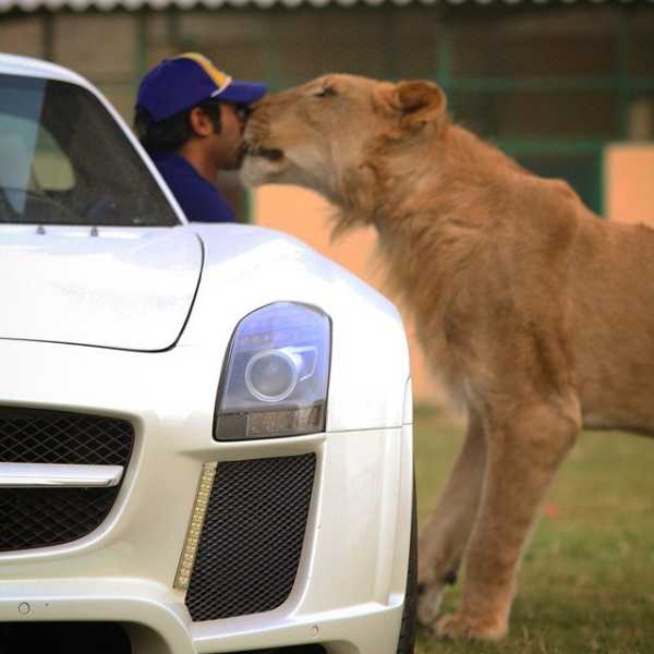 Meet Dubai Celebrity Who Loves Posing With His Supercars And Wild Pets, Including Tiger, Lion, Cheetah - autojosh 