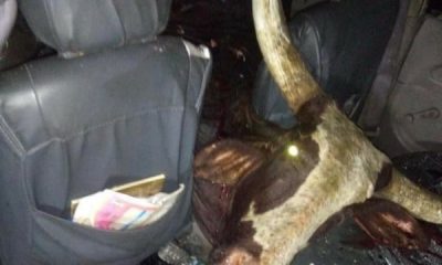 Cow Dies After Crashing Into Car In Delta State - autojosh