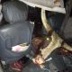 Cow Dies After Crashing Into Car In Delta State - autojosh