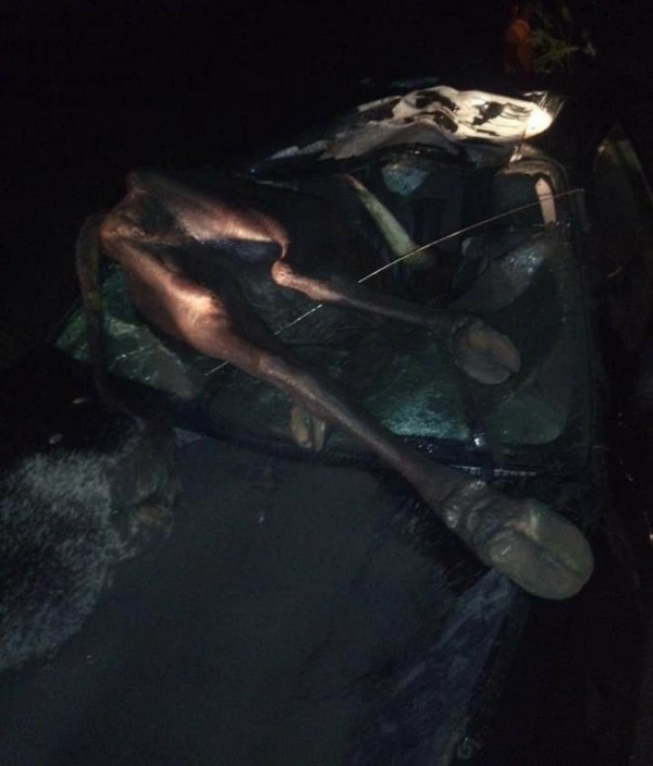 Cow Dies After Crashing Into Car In Delta State - autojosh 