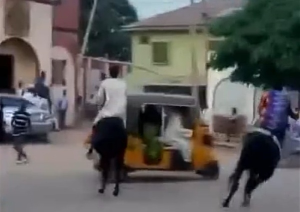 Horse Crashes Into A Keke During Dangerous Racing Competition In Northern Nigeria - autojosh 