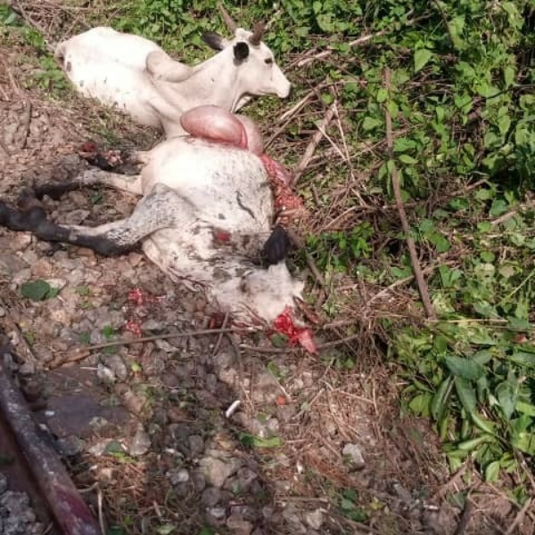 Train Detaches From Coaches, Kills 47 Cows Worth ₦10m In Osun - autojosh