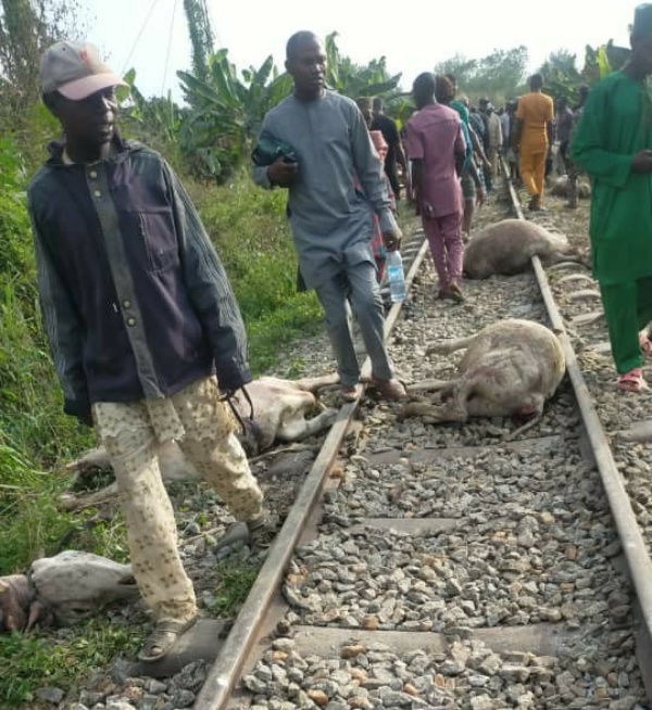Train Detaches From Coaches, Kills 47 Cows Worth ₦10m In Osun - autojosh 