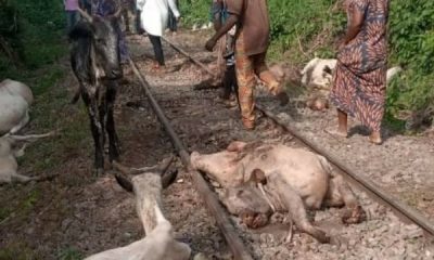 Train Detaches From Coaches, Kills 47 Cows Worth ₦10m In Osun - autojosh