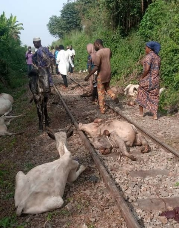 Train Detaches From Coaches, Kills 47 Cows Worth ₦10m In Osun - autojosh 