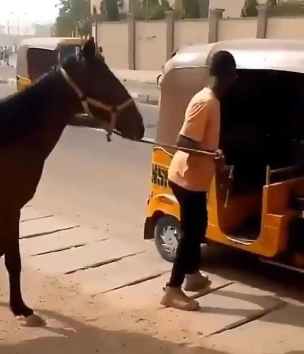 Watch As Young Men Tries To Transport A Horse With Tricycle - autojosh 