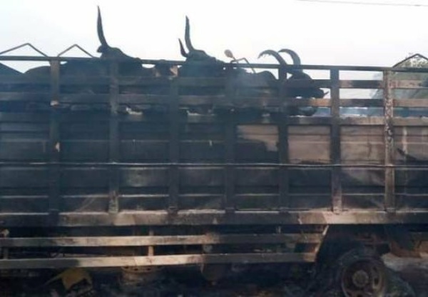 Mob Sets Truck Conveying Cows Ablaze After Crushing A Man To Death In Oyo - autojosh 