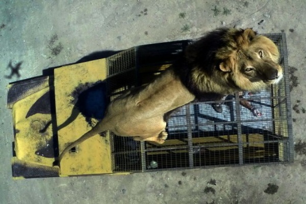 This Caged Safari Jeep Was Specially Designed To Allow Tourists To Move Closer To Lions - autojosh 