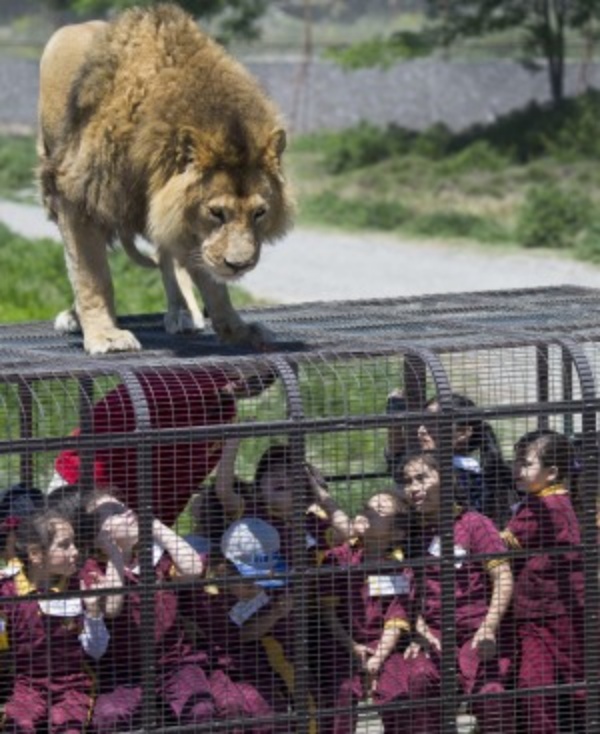 This Caged Safari Jeep Was Specially Designed To Allow Tourists To Move Closer To Lions - autojosh 