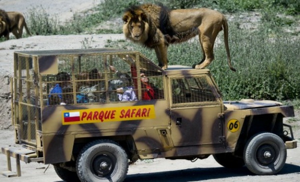 This Caged Safari Jeep Was Specially Designed To Allow Tourists To Move Closer To Lions - autojosh 