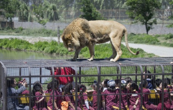 This Caged Safari Jeep Was Specially Designed To Allow Tourists To Move Closer To Lions - autojosh 