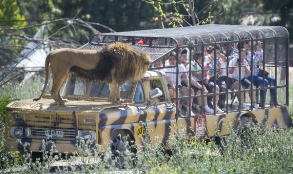 safari jeep animals