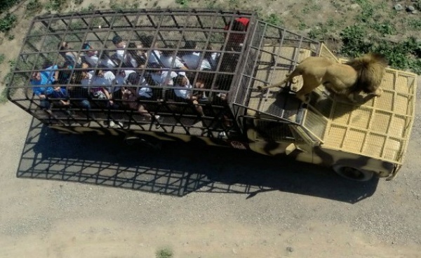 This Caged Safari Jeep Was Specially Designed To Allow Tourists To Move Closer To Lions - autojosh 