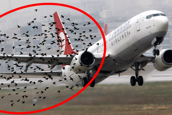 Bird Strike