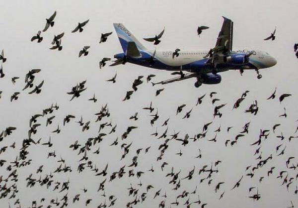 FAAN Acquires Equipment To Tackle Bird Strikes Around Airports - autojosh 
