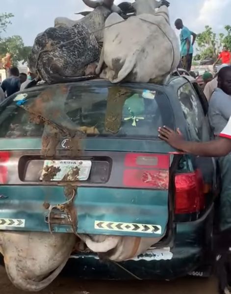 WATCH : VW Station Wagon Spotted Carrying Seven Cows In Abuja - autojosh