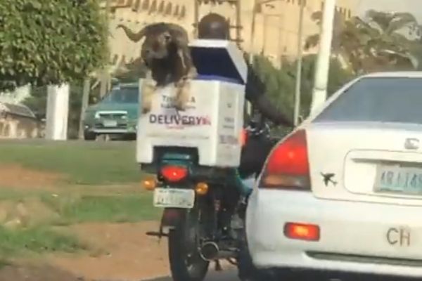 Several Dispatch Riders Seen Delivering Rams Just In Time For Sallah - autojosh 