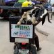 Several Dispatch Riders Seen Delivering Rams Just In Time For Sallah - autojosh