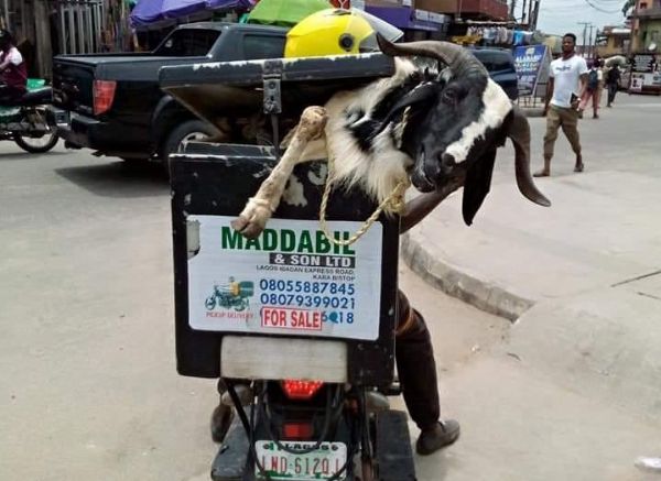 Several Dispatch Riders Seen Delivering Rams Just In Time For Sallah - autojosh