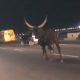 Motorists Shocked After Runaway Cow Was Spotted Yesternight On Ever Busy 3rd Mainland Bridge - autojosh